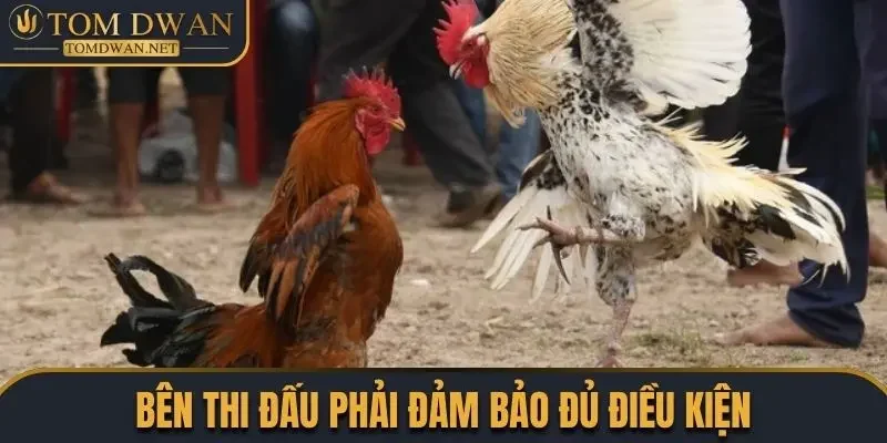 Đá Gà Cựa Dao Chơi Như Thế Nào? Cập Nhật Luật Chơi Chuẩn 3 Bên thi đấu phải đảm bảo đủ điều kiện