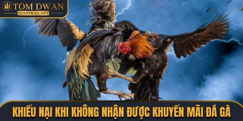 Khuyến Mãi Đá Gà Siêu Hot Săn Quà Khủng Nóng Bỏng Tay 5 Cách khiếu nại khi không nhận được thưởng khuyến mãi
