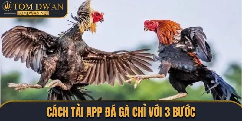Link Đá Gà Uy Tín, Chất Lượng Nhất Trên Thị Trường 3 Cách tải app đá gà chỉ với 3 bước