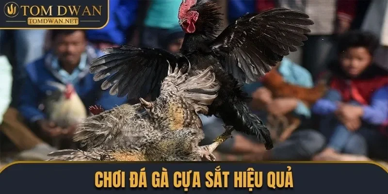 Đá Gà Cựa Sắt - Chiêm Ngưỡng Những Màn Đấu Đặc Sắc 4 Chơi đá gà cựa sắt hiệu quả
