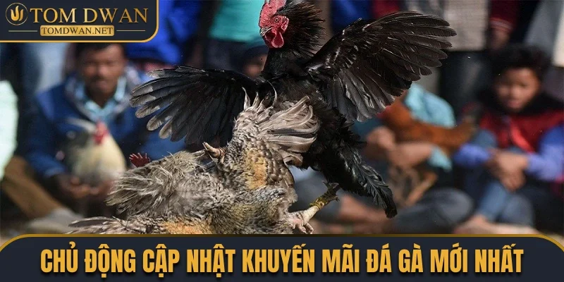 Khuyến Mãi Đá Gà Siêu Hot Săn Quà Khủng Nóng Bỏng Tay 4 Chủ động theo dõi cập nhật các ưu đãi mới nhất