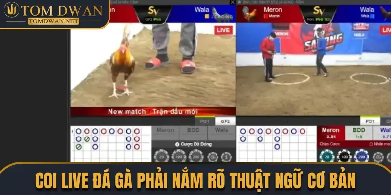 Đá Gà Trực Tiếp Hôm Nay - Màn Trình Diễn Của Các Thần Kê 3 Coi live đá gà phải nắm rõ thuật ngữ cơ bản