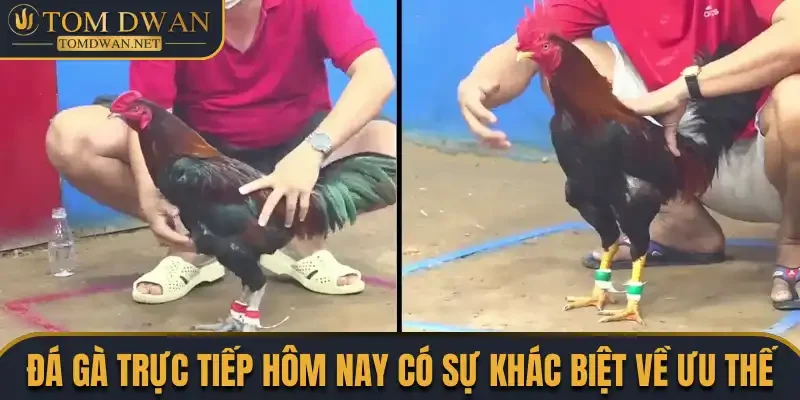 Đá Gà Trực Tiếp Hôm Nay - Màn Trình Diễn Của Các Thần Kê 1 Đá gà trực tiếp hôm nay có sự khác biệt về ưu thế