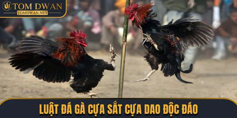 Toàn Tập Các Sản Phẩm Đá Gà Đặc Sắc Được Săn Đón Nhất 3 Độc đáo với luật đá gà cựa sắt/cựa dao