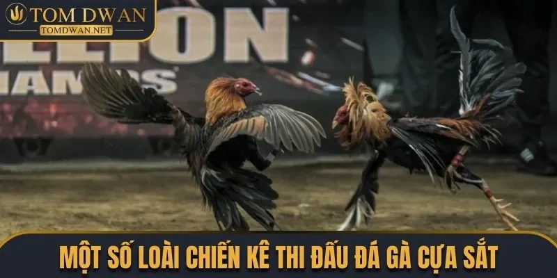 Đá Gà Cựa Sắt - Chiêm Ngưỡng Những Màn Đấu Đặc Sắc 3 Giới thiệu một số loài chiến kê thi đấu đá gà cựa sắt