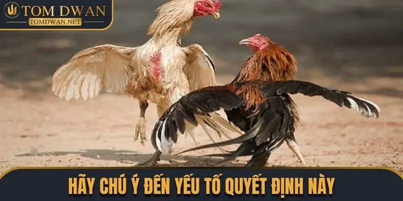 Đá Gà Cựa Dao Chơi Như Thế Nào? Cập Nhật Luật Chơi Chuẩn 4 Hãy chú ý đến yếu tố quyết định này