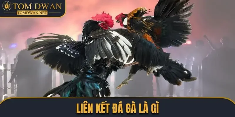 Link Đá Gà Uy Tín, Chất Lượng Nhất Trên Thị Trường 1 Liên kết đá gà là gì