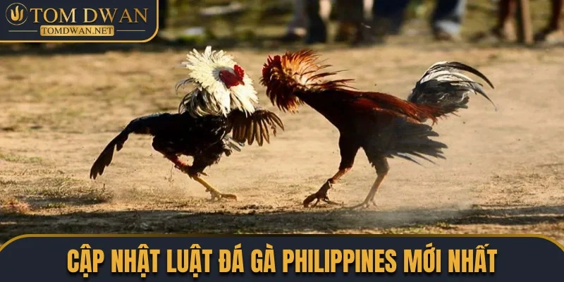 Toàn Tập Các Sản Phẩm Đá Gà Đặc Sắc Được Săn Đón Nhất 2 Luật chơi chọi gà Philippines mới nhất