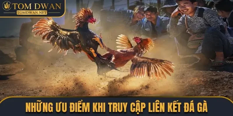 Link Đá Gà Uy Tín, Chất Lượng Nhất Trên Thị Trường 2 Những ưu điểm khi truy cập liên kết đá gà