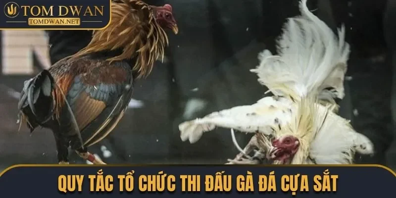 Đá Gà Cựa Sắt - Chiêm Ngưỡng Những Màn Đấu Đặc Sắc 2 Quy tắc tổ chức thi đấu gà đá cựa sắt