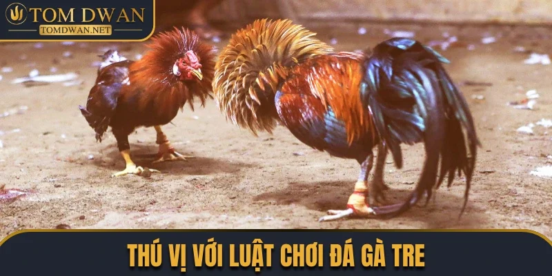 Toàn Tập Các Sản Phẩm Đá Gà Đặc Sắc Được Săn Đón Nhất 4 Sự thú vị khi tham gia các trận chọi gà tre