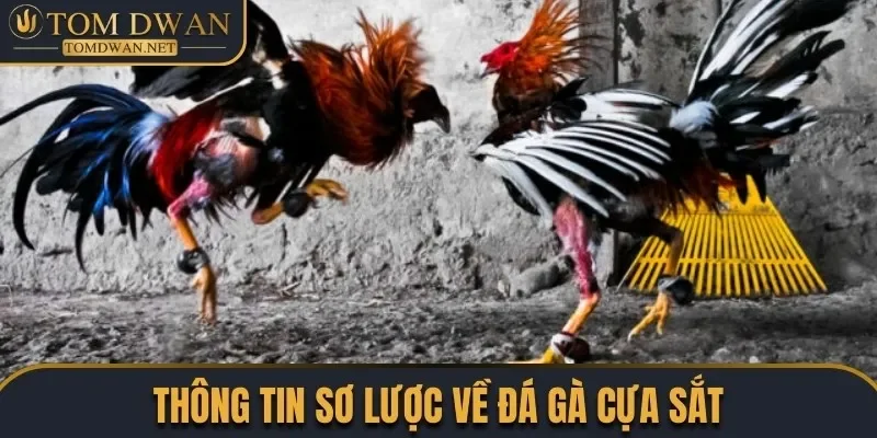 Đá Gà Cựa Sắt - Chiêm Ngưỡng Những Màn Đấu Đặc Sắc 1 Thông tin sơ lược về đá gà cựa sắt