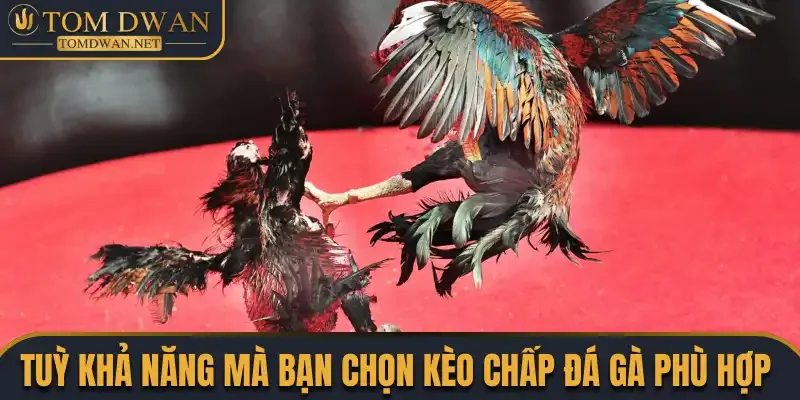 Đá Gà Trực Tiếp Hôm Nay - Màn Trình Diễn Của Các Thần Kê 4 Tuỳ khả năng mà bạn chọn kèo chấp đá gà phù hợp với mình