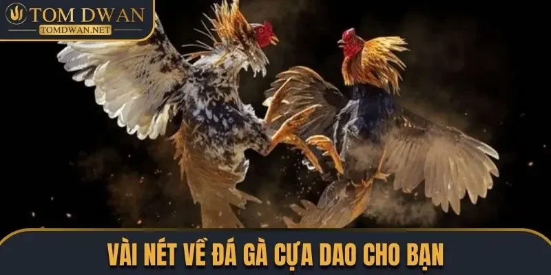 Đá Gà Cựa Dao Chơi Như Thế Nào? Cập Nhật Luật Chơi Chuẩn 1 Vài nét về đá gà cựa dao cho bạn